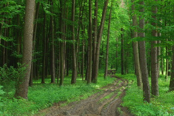  Wzniesienia Urzedowskie, Rezerwat Jodly - Natalin.