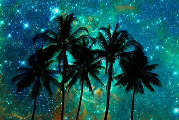 Palm trees silhouettes, starry night background