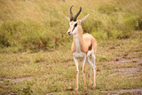 Fototapeta Sawanna - Springbok ram standing to attention