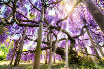 Blauregen auch bekannt als Wisteria oder Glyzine in einem Garten