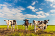 Group of young Dutch calves on a fresh green meadow