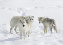 Arctic Wolf Pack Isolated On White Background In The Winter Snow In Canada