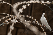 White Pigeon Razor Wire Fence