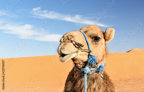 Fotografie, Obraz Camel in Erg Chebbi Sand dunes near Merzouga, Morocco