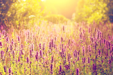 Wall Mural - Summer colorful  landscape with wildflowers at sunset.