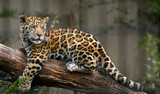 Fototapeta Zwierzęta - Jaguar