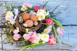 Fototapeta  - Happy Easter: nest with Easter eggs, feathers, tulips and daffodils:)
 