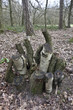 Interesting Tree Stump in Woodland