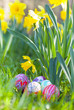 Bunte, handbemalte Ostereier unter blühenden Osterglocken / Narzissen, Blumenwiese, Osternest, Ostergruß