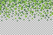 Seamless pattern with clover leafs for St Patricks Day celebration on transparent background.