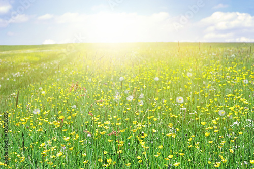 Plakat kwitnąca łąka w słońcu