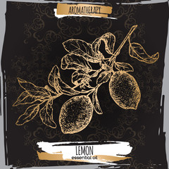 Wall Mural - Citrus limon aka lemon branch sketch on elegant black lace background.