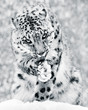 Snow Leopard in Snow Storm IV BW