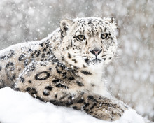 Snow Leopard In Snow Storm III