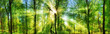 Frisch grüner Wald, verzaubert von Sonnenstrahlen, Landschaft Panorama