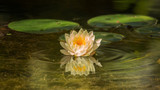 Water Lilly Blossom in Pond
