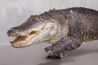 Ein Alligator als Studioaufnahme