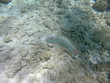 Unterwasserwelt Karibik 17