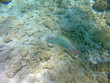 Unterwasserwelt Karibik 16