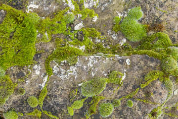 Poster - moss and lichen on rough stone