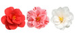 Camellia flowers isolated