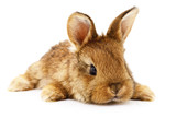 Fototapeta Zwierzęta - Brown bunny rabbit.