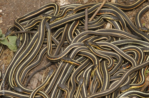 Get Group Of Red Sided Garter Snake Thamnophis Sirtalis Parietalis For Android Free Get Wallpaper Group Of Red Sided Garter Snake Thamnophis Sirtalis Parietalis Desktop Wallpaper Free