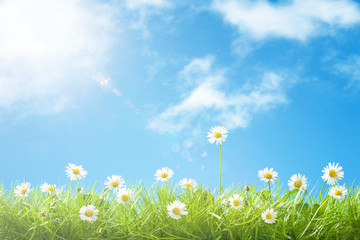 cute daisies in grass with blue sky and clouds and copy space