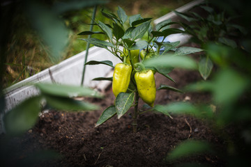 Two green peppers growing in the garden