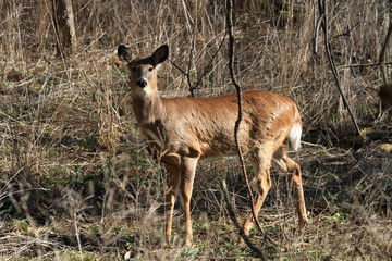 Wall Mural - Whitetail Deer doe