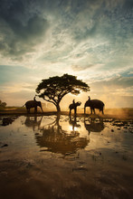 The Elephants Walking Under A Big Tree In Silhouette , Thailand