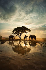 the elephants walking under a big tree in silhouette , thailand