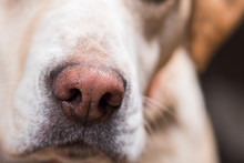 Dog's Nose.  Close Up Of A Dog's Nose.