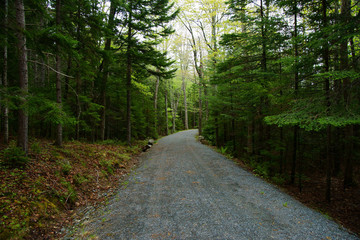 Gravel forest road with pine trees and firs on the sides