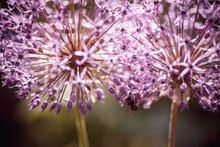 Bee Collecting Nectar On Purple Alum Garlic Flower. Macro Close-up. Selective Focus Shot With Shallow DOF