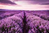 Blooming lavender field under the purple colors of the summer sunset
