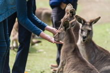 Girl Feeding Kangaroos At A Zoo