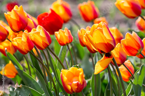 Zdjęcie XXL kwitnące tulipany w kolorze żółtym i pomarańczowym w ogrodzie
