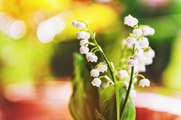 Wall Mural - Spring flowers lily of the valley, sunny background