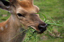 Young Deer Eating Grass