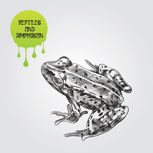 Frog Hand Drawn Sketch Isolated On White Background And Green Blob With Drops. Reptiles And Amphibian Sketch Elements Vector Illustration.