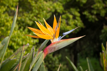 Wall Mural - Bird of Paradise flower