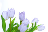 Fototapeta Tulipany - Tulipany na białym tle.