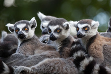 Ring-tailed Lemur (Lemur Catta)