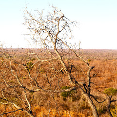  old tree and his branches in the clear sky