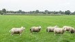 © Leoniek - Group of sheep in a Dutch meadow