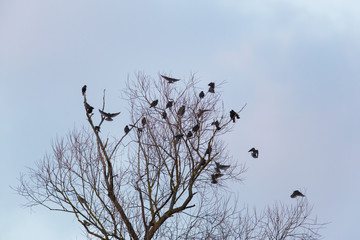 Wall Mural - many starlings (sturnus vulgaris) on a tree