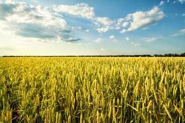 Wall Mural - field of ripe wheat under blue sky