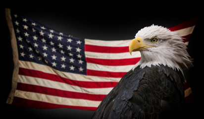 Wall Mural - American Bald Eagle with Flag.