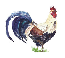 Rooster Watercolor Painting Isolated On White